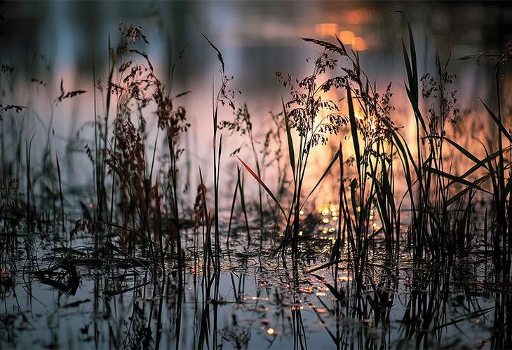 Schilf im Teichbereich Schilf- und Grashalme im Wasser